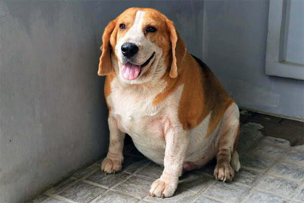 Beagle is overweight