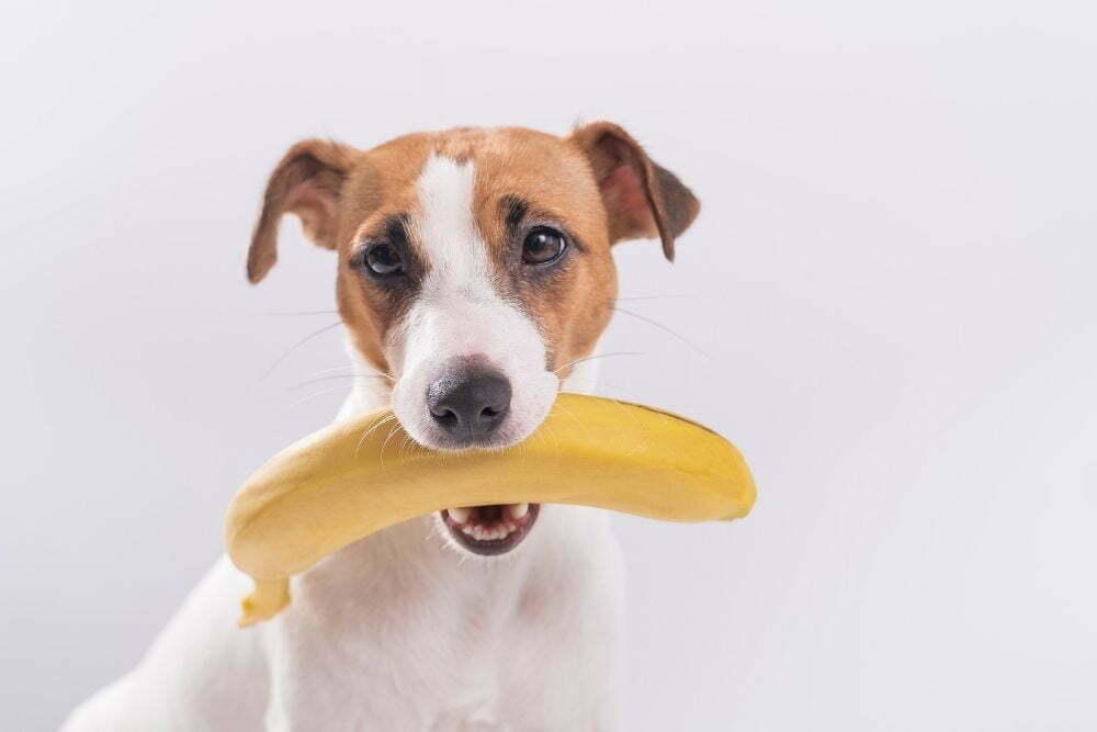 Can a dog eat a banana2