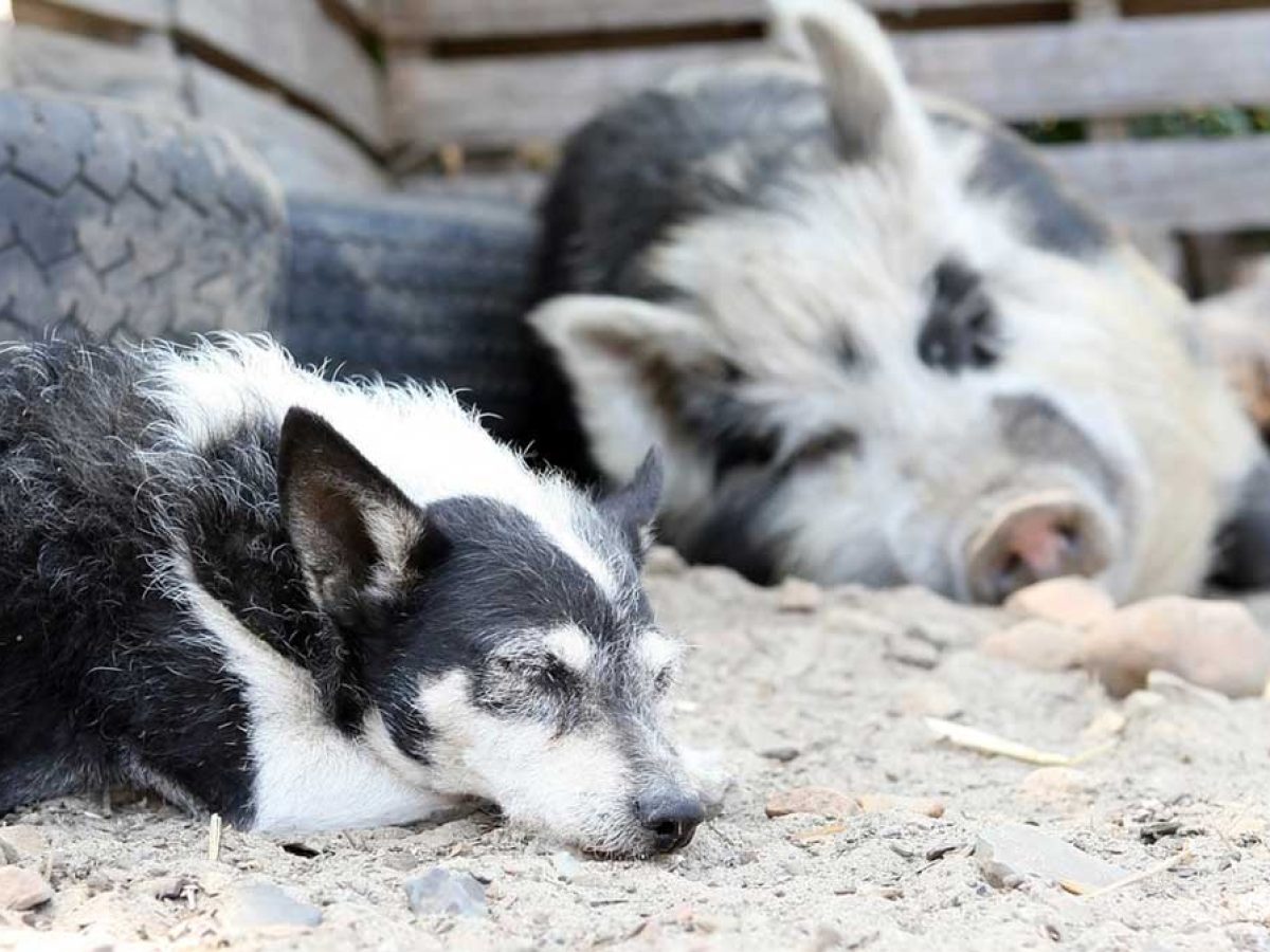 are pig skins bad for dogs