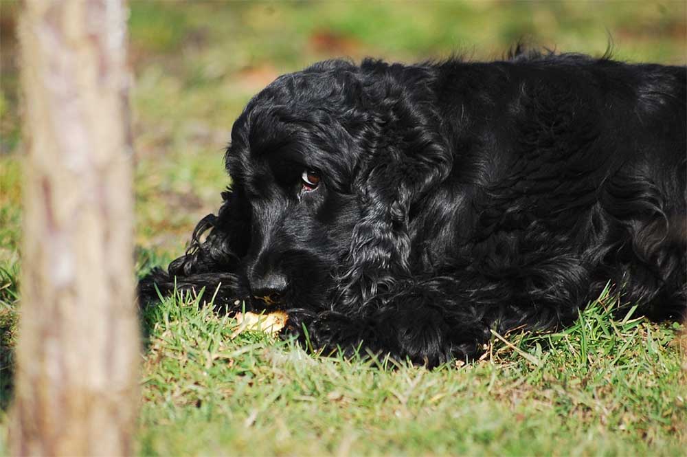 can dogs eat raw pork skin