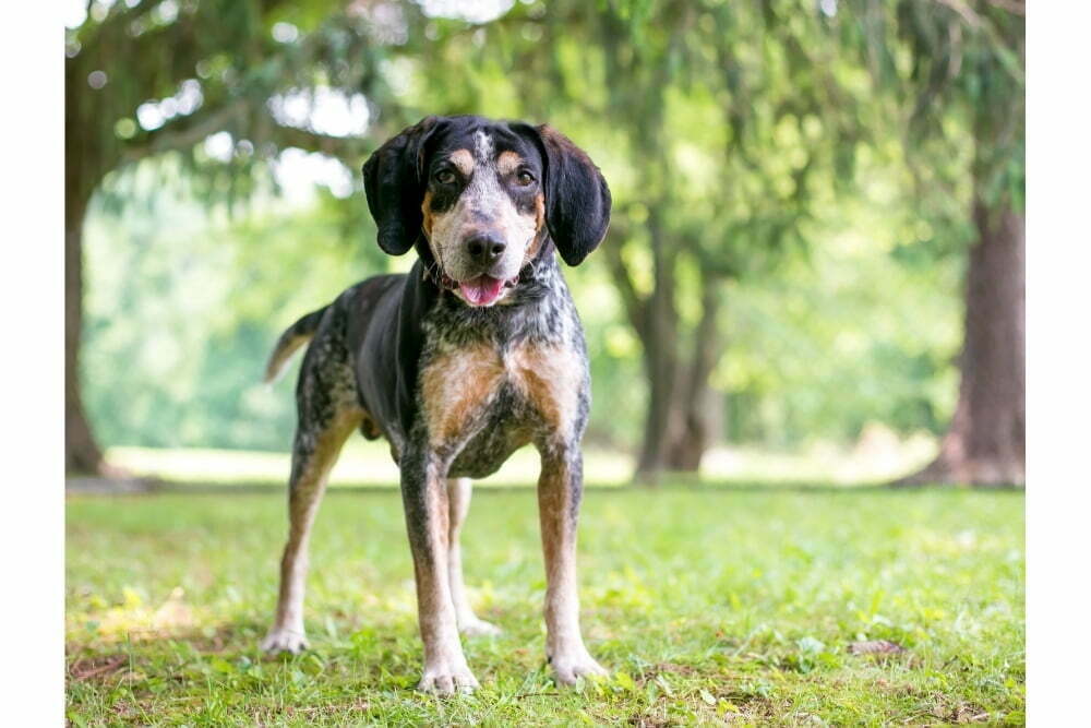 Coonhound bark