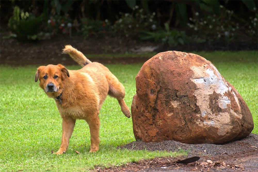 Will Vinegar Stop Dog Peeing In Same Spot