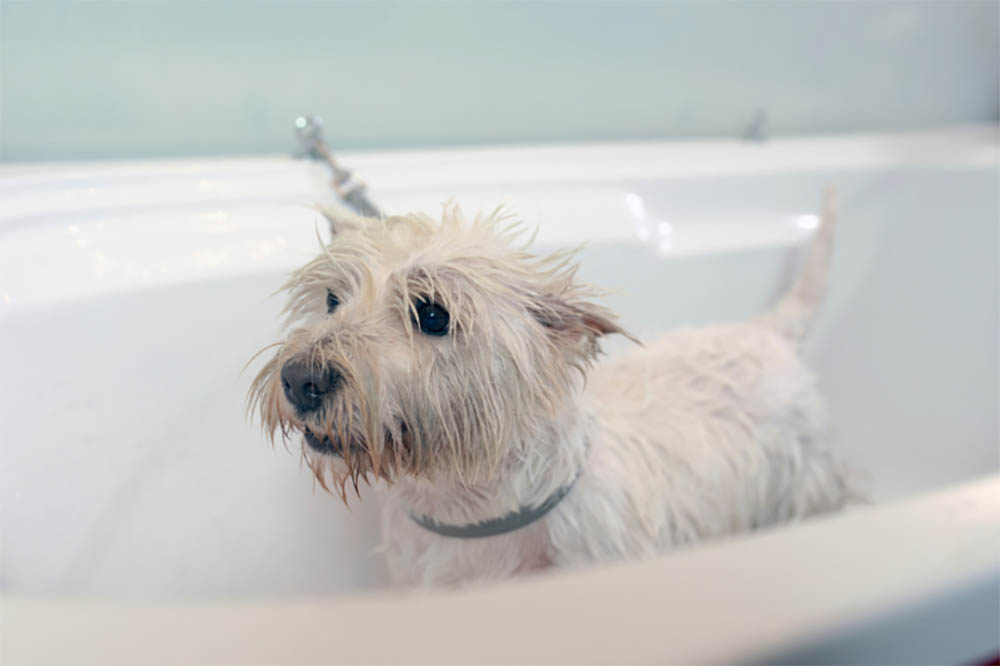 Dogs prefer baths or showers