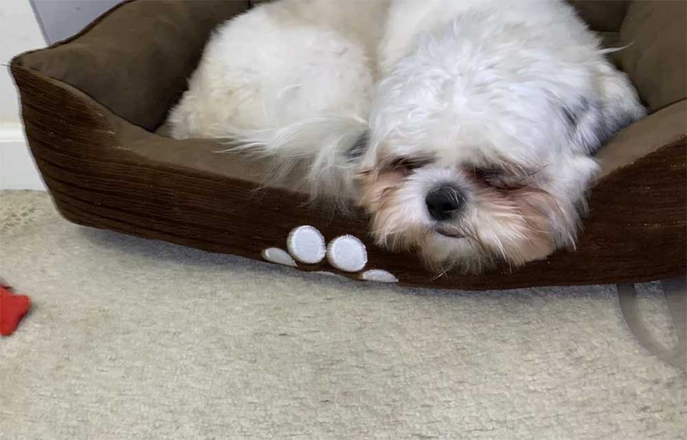 what foods are bad for shih tzus