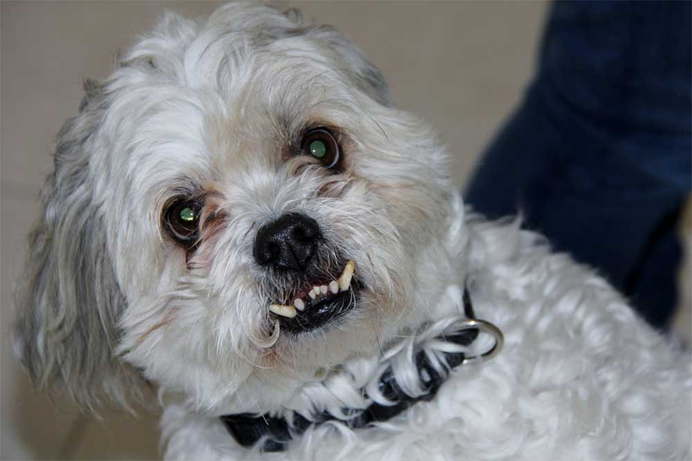 can shih tzu dogs eat cheese