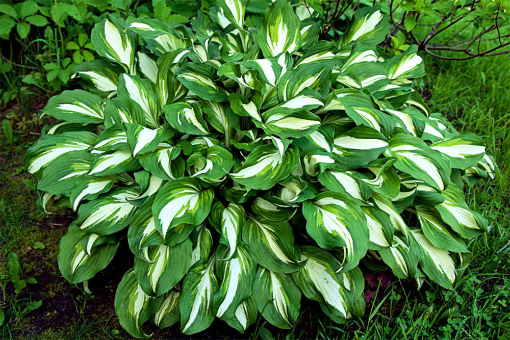 Are hostas poisonous to dogs