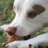 Can dogs eat horseradish1