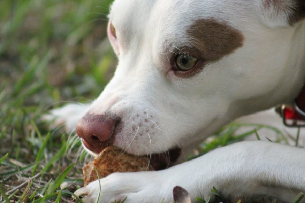 Can dogs eat horseradish1