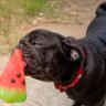 Can dogs eat sherbet or sorbet? + mango, pineapple & watermelon