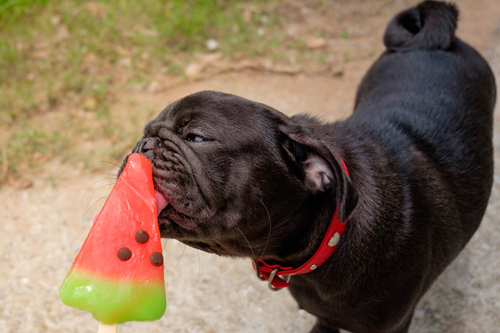 Can dogs eat sherbet or sorbet? + mango, pineapple & watermelon