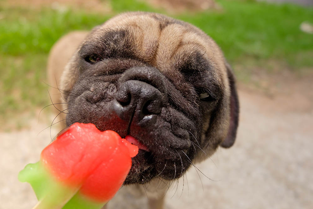 Can Dogs Eat Sherbet Or Sorbet? + Mango, Pineapple & Watermelon