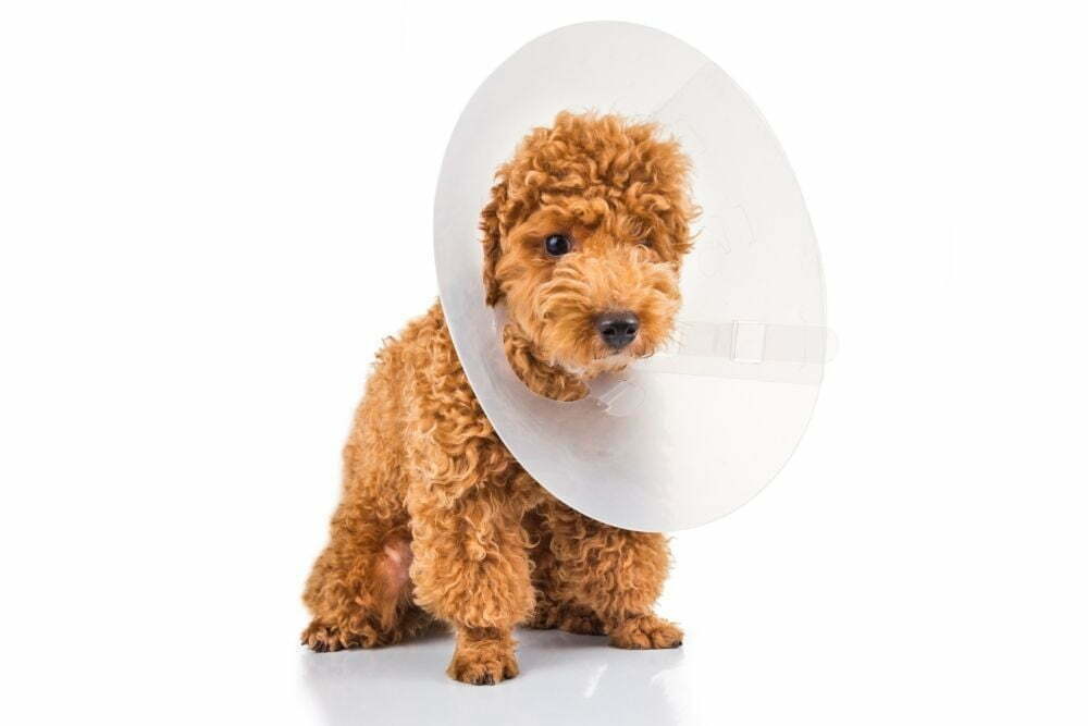 Can i leave my dog alone with a cone on