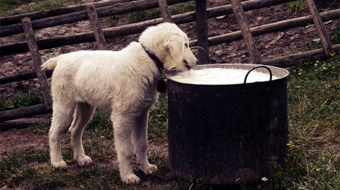 is chicken noodle soup good for dogs