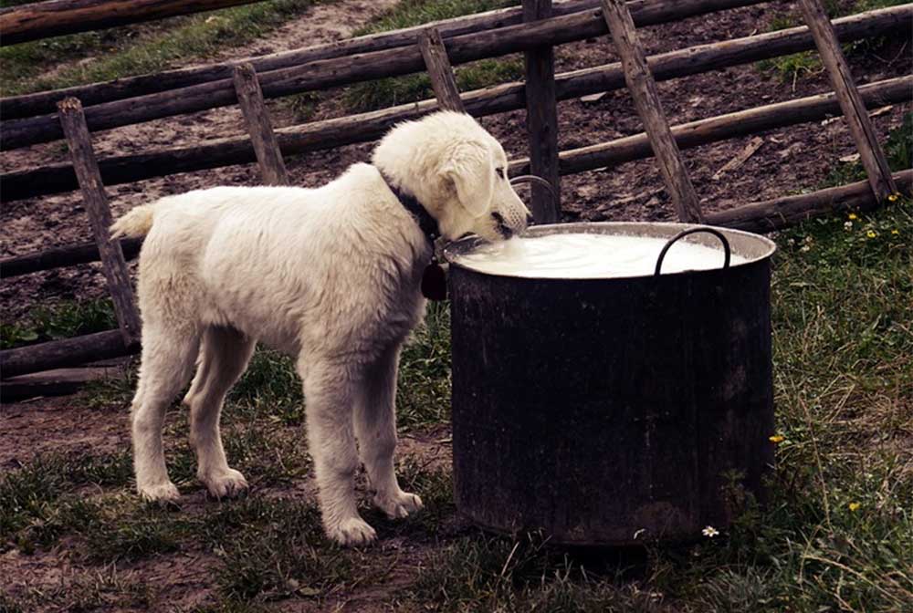 Can i feed my sick dog chicken noodle soup