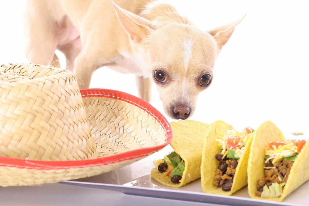 Can your dog dine out at taco bell