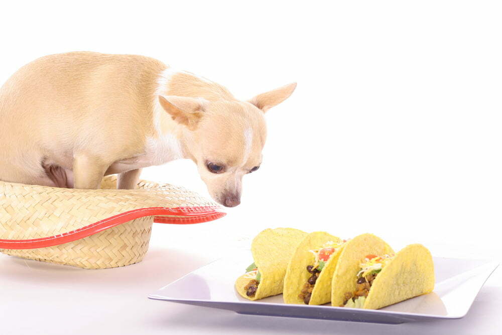 Can your dog dine out at taco bell2