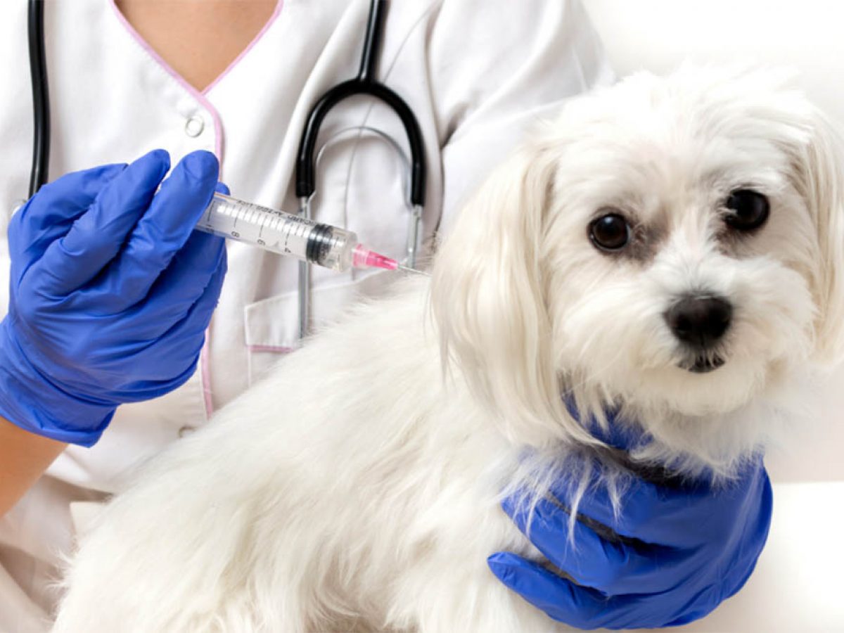 can dogs get disease from mice