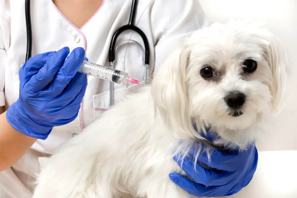 Can dogs get rabies from rats, mice and rodents