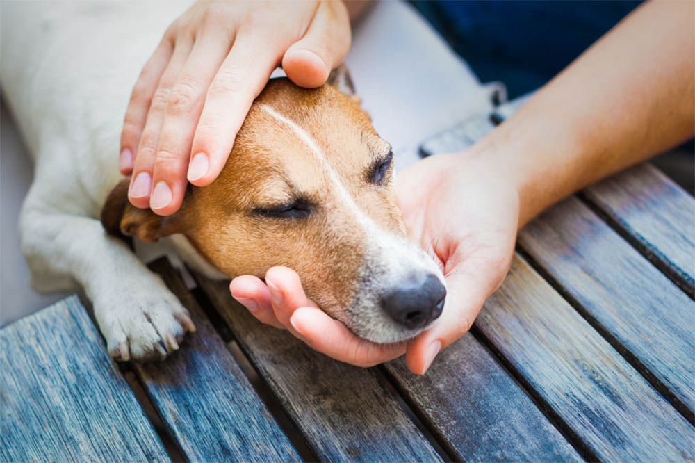 Can Dogs Get Rabies From Rats Mice And Other Rodents 