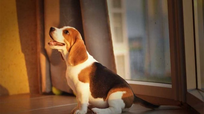 Do beagles ever calm down