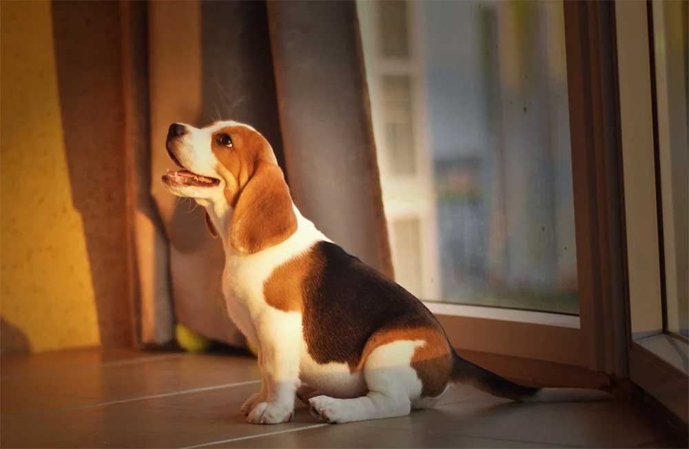 Do beagles ever calm down