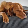 Dog makes a gurgling noise breathing or when sleeping