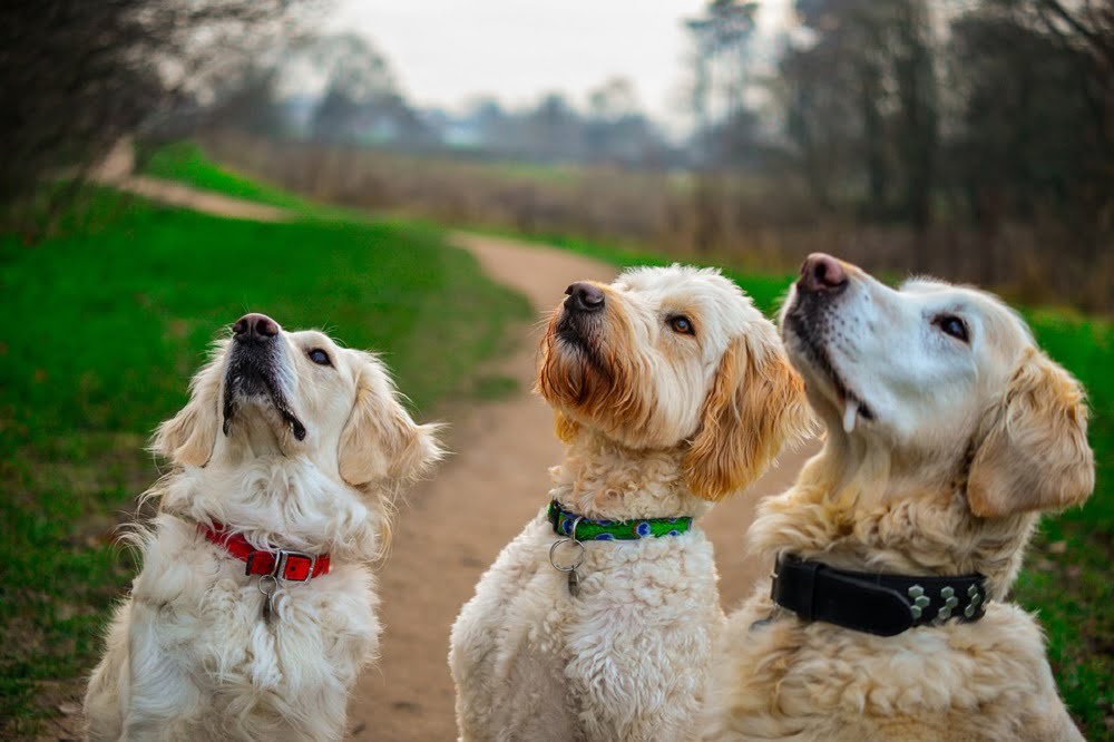 Everything you need to know about grooming your doodle at home