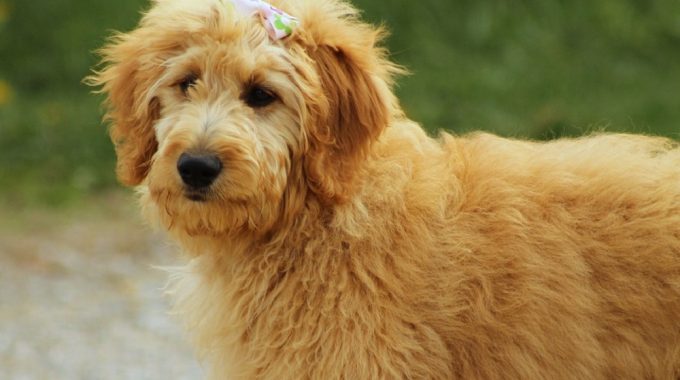 Everything you need to know about grooming your doodle at home1