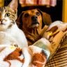 Five easy ways to stop your cat peeing in your dogs bed