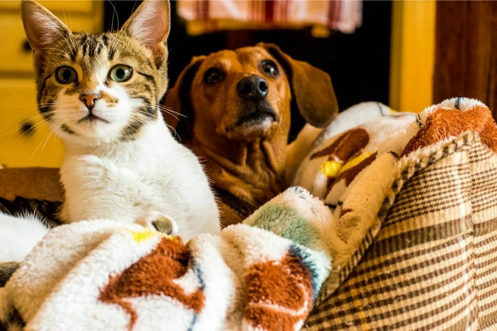 Five easy ways to stop your cat peeing in your dogs bed