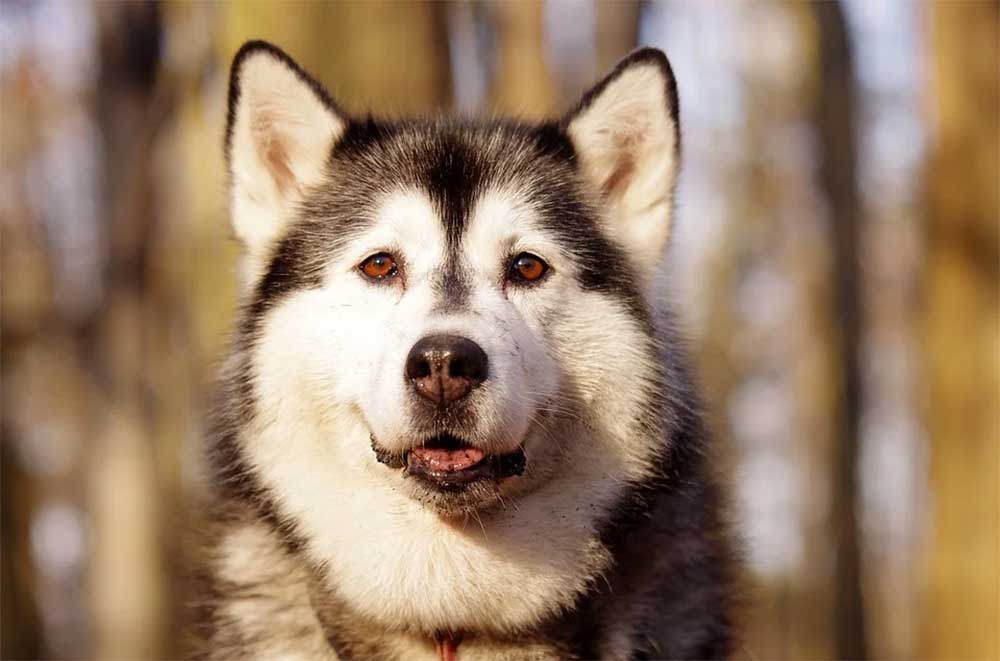 How Far Away Can A Dog Sense A Storm