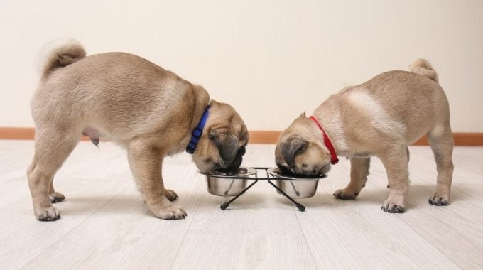 How much should i feed my pug puppy feeding guide chart times