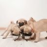 How much should i feed my pug puppy feeding guide chart times2