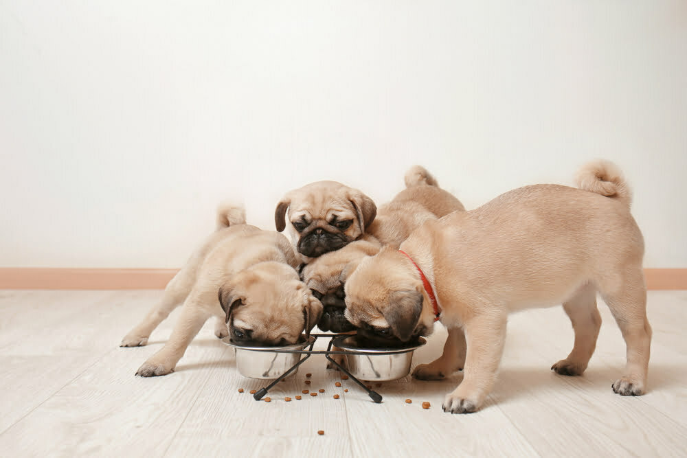 How much should i feed my pug puppy feeding guide chart times2