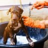 How long should i wait to bathe my dog after applying flea treatment
