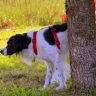 How to protect trees from dog urine