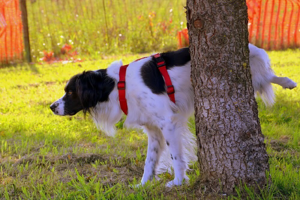 Dog urinating on tree