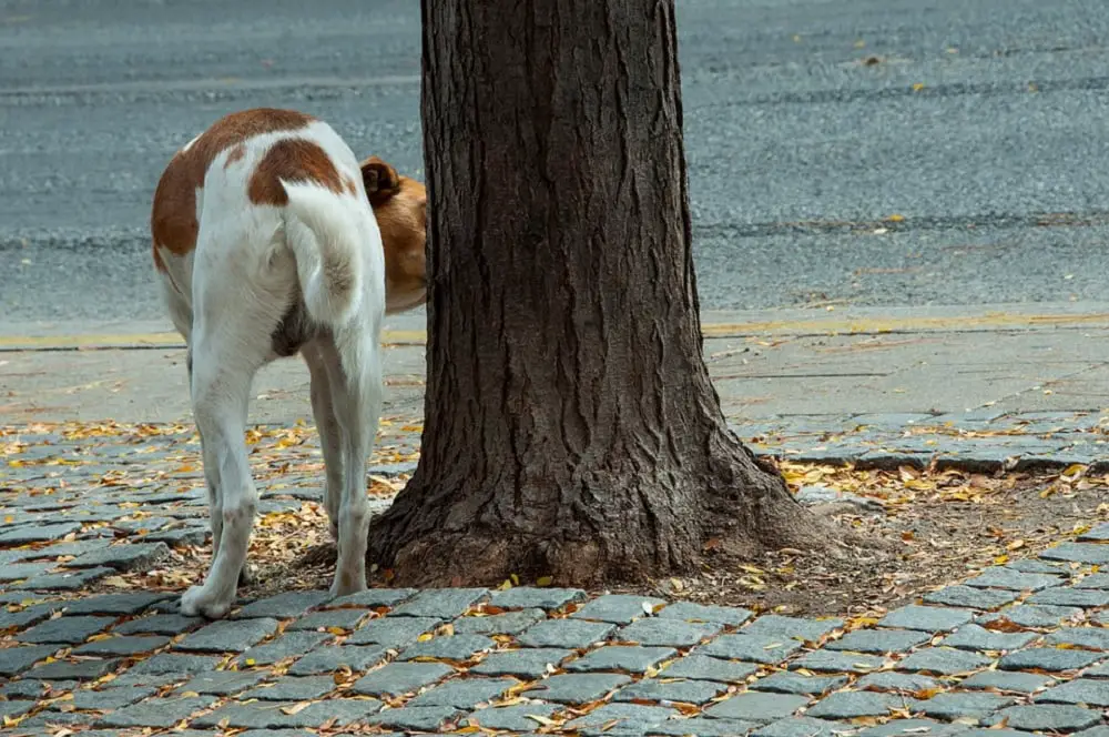 Dog urinating on tree