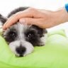 How to tell if your dog has a sore throat and what to do about it