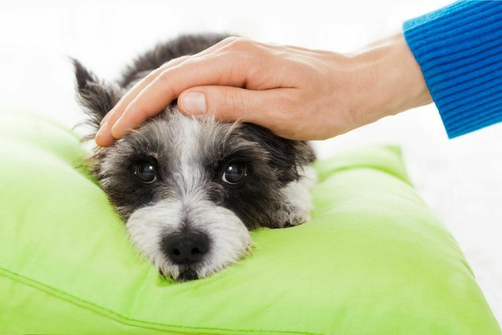 How to tell if your dog has a sore throat and what to do about it