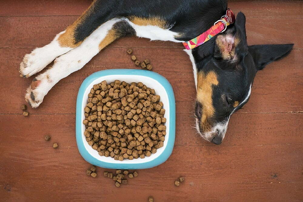 should you feed a dog before bed