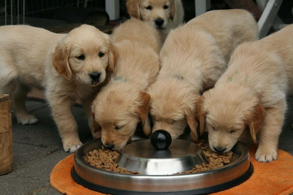 How late should you feed a puppy?