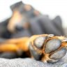 Is my dog's toe broken signs look out for and how to treat them
