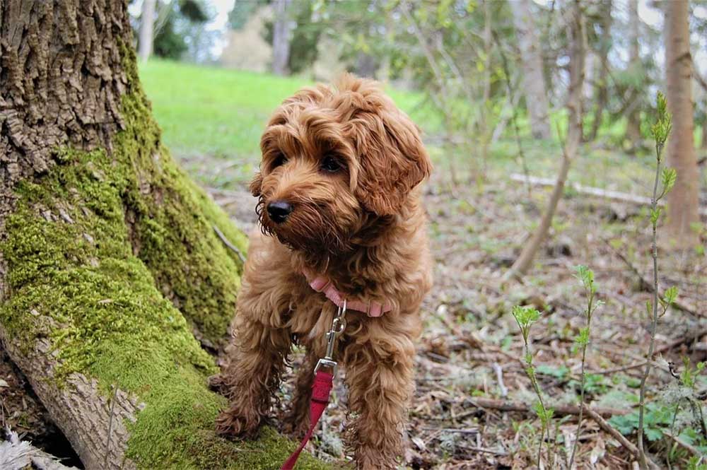 Is it bad for dogs to eat moss