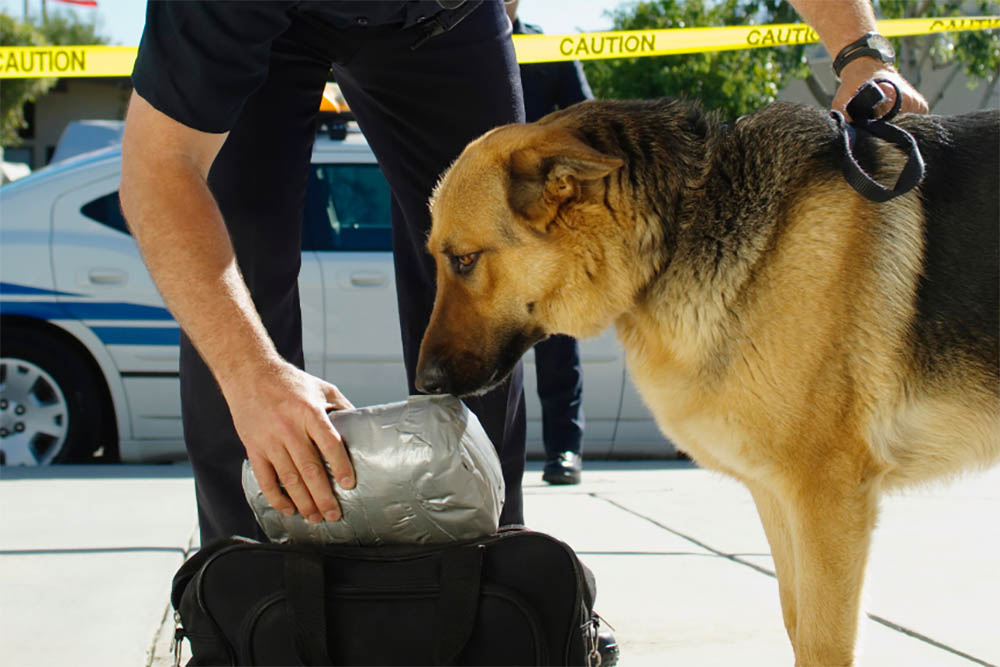 Police use sniffer dogs