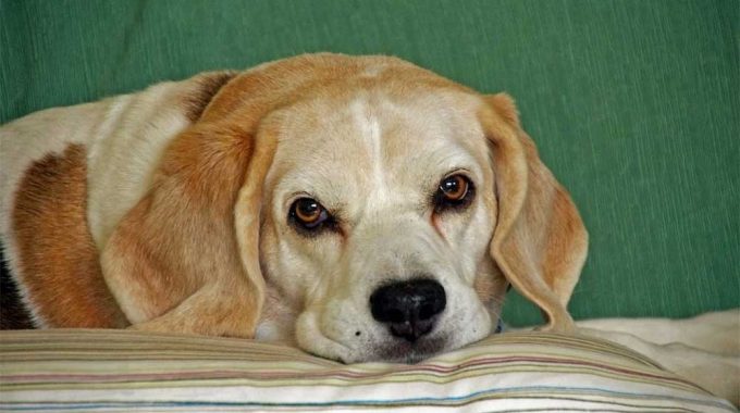 Red eyes and beagles what you need to know when you need to worry and what you can do to prevent and cure it