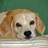 Red eyes and beagles what you need to know when you need to worry and what you can do to prevent and cure it