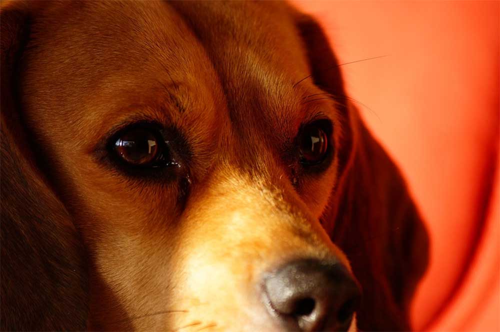 Red eyes and beagles what you need to know when you need to worry and what you can do to prevent and cure it. J1pg 1
