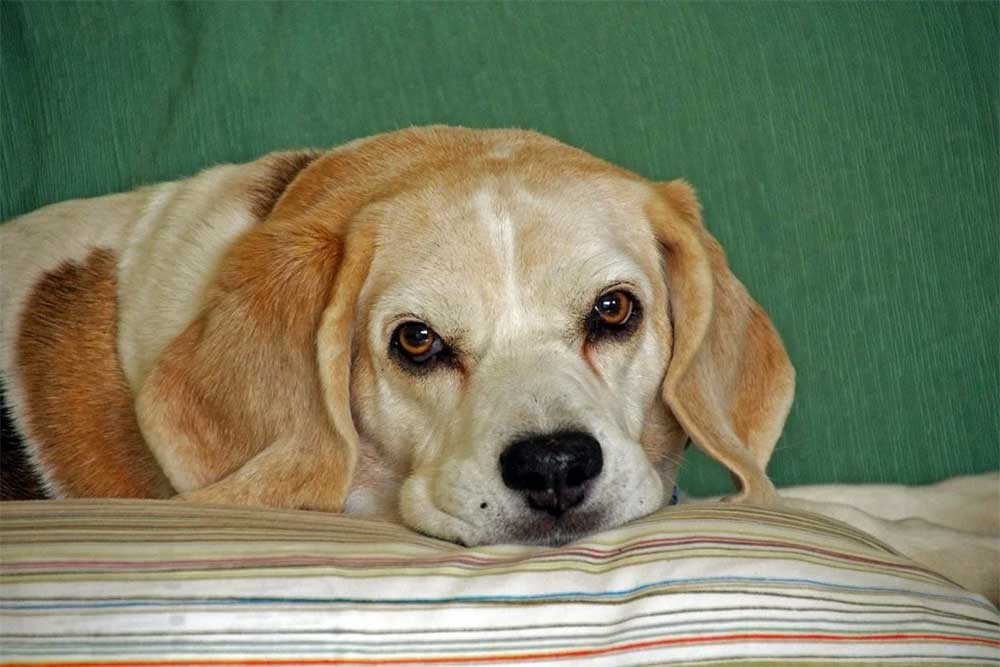 Red eyes and beagles what you need to know when you need to worry and what you can do to prevent and cure it