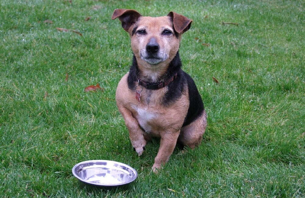 Dog sitting on the grass waiting for its food